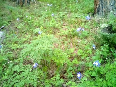 -field-blu-bell-sm.jpg - 96370 Bytes