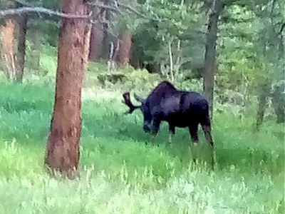 -mooseonly-sm-long-r.jpg - 45449 Bytes