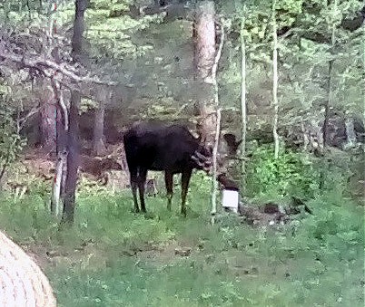 -moose-sm-r.jpg - 68412 Bytes