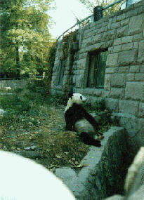 Photo of Panda at the Beijieng Zoo