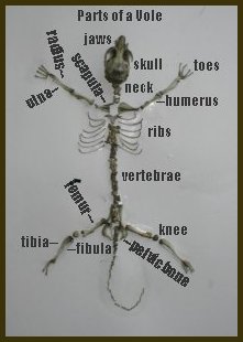 labeled parts of a vole skeleton