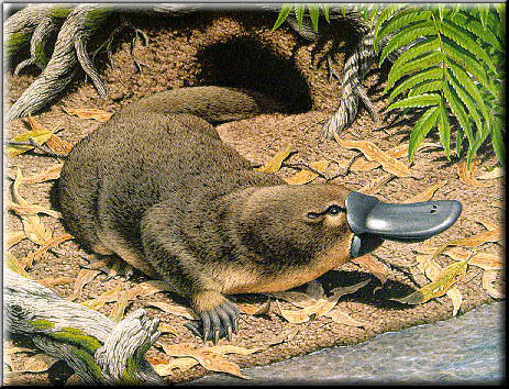 Platypus by Rod Scott.  © Australian Geographic Journal Number 12, Oct-Nov 1988.  Image used with kind permission.
