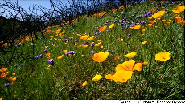 Picture of a field of poppies at the reserve
