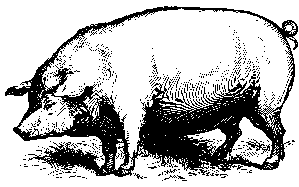 A Domestic Pig